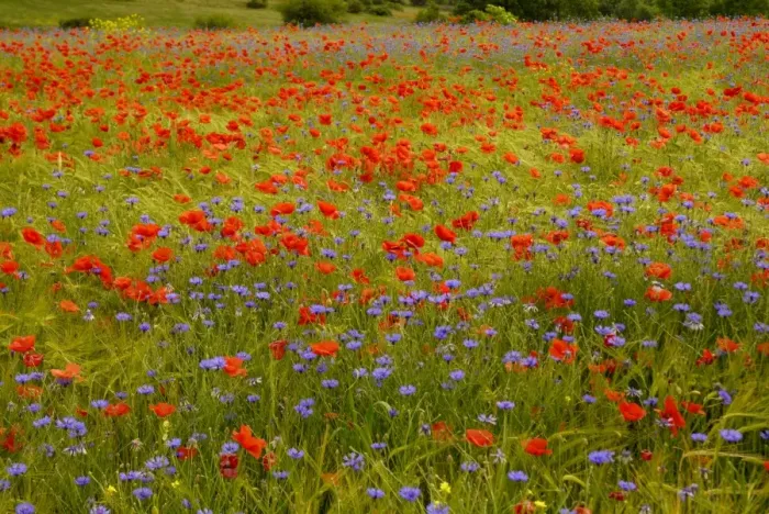 Framed Print : Flowers in meadow - Poppy and Cornflowers - Provence - France Framed Print : Flowers in meadow - Poppy and Cornflowers - Provence - France