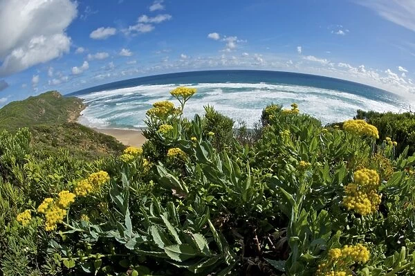 Flowers and Ocean as viewed from the Great Ocean Road