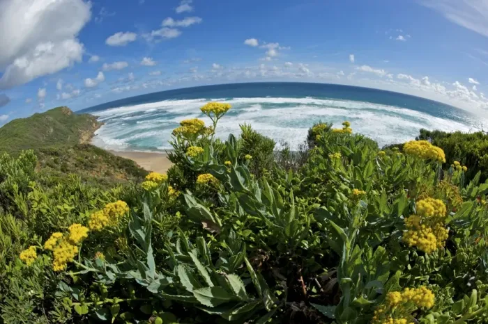 Framed Print : Flowers and Ocean as viewed from the Great Ocean Road - fisheye lens - Australia Framed Print : Flowers and Ocean as viewed from the Great Ocean Road - fisheye lens - Australia