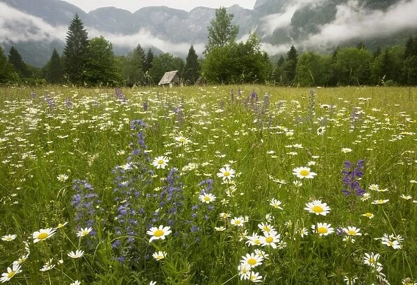 Flowery hay meadow in the misty Julian Alps, with Viper's Bugloss, Meadow Clary, Ox-eye Daisy etc. Triglav National Park, Slovenia