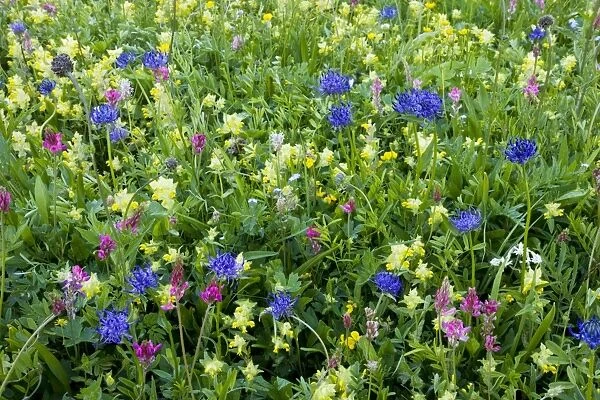 Flowery hay meadows, with round-headed rampion, sainfoin, etc. on the Albula Pass, Upper Engadin, east Switzerland