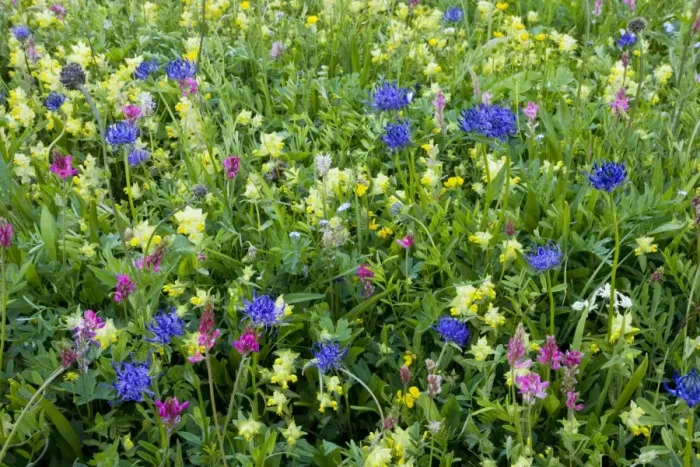 Framed Print : Flowery hay meadows, with round-headed rampion, sainfoin, etc. on the Albula Pass, Upper Engadin, east Switzerland Framed Print : Flowery hay meadows, with round-headed rampion, sainfoin, etc. on the Albula Pass, Upper Engadin, east Switzerland