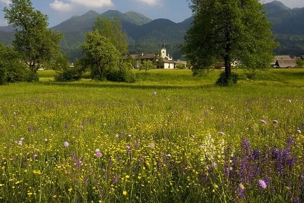 Flowery meadows in the Bohinj valley, Julian alps, Slovenia. Triglav National Park