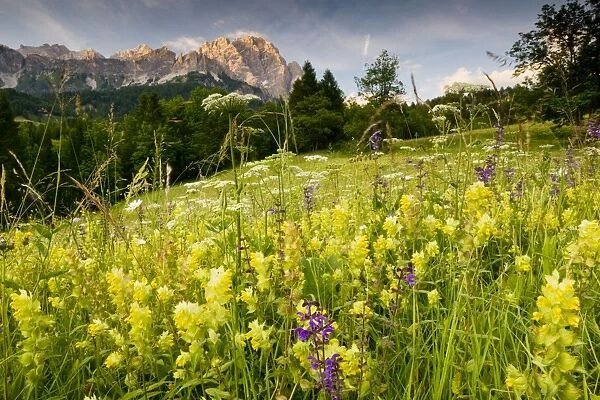 Flowery montane hay meadow, with Yellow Rattle etc. on the Passo Tre Croci, near Cortina, The Dolomites