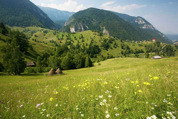 Flowery pastures in the Piatra Craiulu Mountains National Park. With stooks. Globe flowers (Trollius europaeus) in foreground. Romania