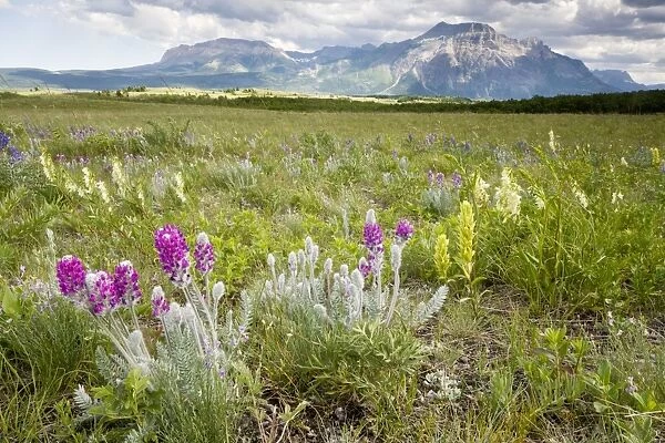 Flowery prairie grassland, with Showy Locoweed, yellow Paintbrush etc, Waterton Lakes National Park, Canada