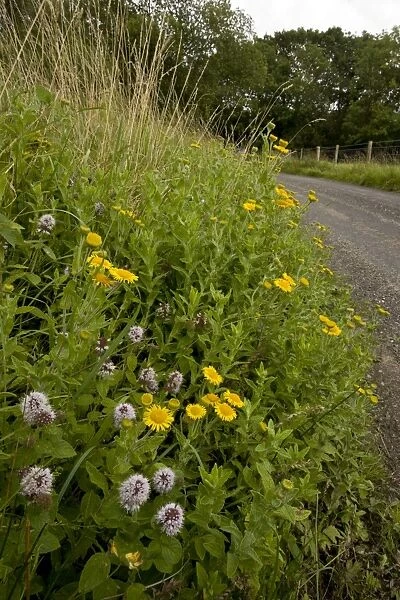 Flowery roadside verge with Water Mint and Fleabane - late summer - near Kingcombe - West Dorset