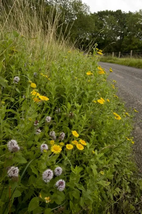 Framed Print : Flowery roadside verge with Water Mint and Fleabane - late summer - near Kingcombe - West Dorset Framed Print : Flowery roadside verge with Water Mint and Fleabane - late summer - near Kingcombe - West Dorset