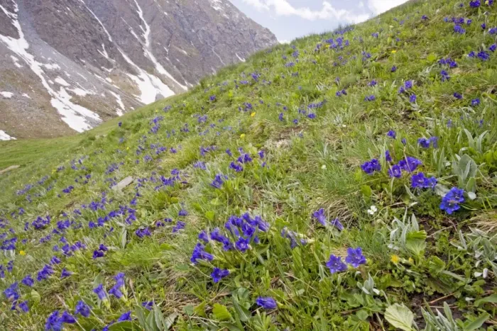 Framed Print : Flowery species-rich pastures with masses of trumpet gentians Gentiana acaulis on the Col d'Agnel, Queyras Natural Regional Park, french Alps, France Framed Print : Flowery species-rich pastures with masses of trumpet gentians Gentiana acaulis on the Col d'Agnel, Queyras Natural Regional Park, french Alps, France