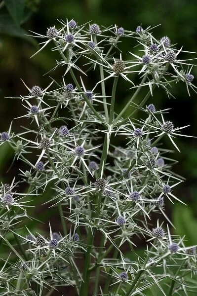 Fluela - Part evergreen, hardy perennial. East Sussex garden, UK. July