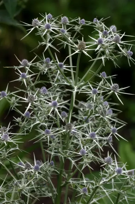 Framed Print : Fluela - Part evergreen, hardy perennial. East Sussex garden, UK. July Framed Print : Fluela - Part evergreen, hardy perennial. East Sussex garden, UK. July