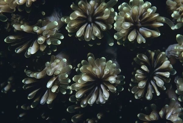 Fluorescence Grass Coral - Close up of fluorescence grass coral polyps 