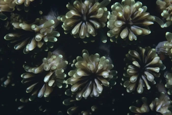 Framed Print : Fluorescence Grass Coral - Close up of fluorescence grass coral polyps Framed Print : Fluorescence Grass Coral - Close up of fluorescence grass coral polyps