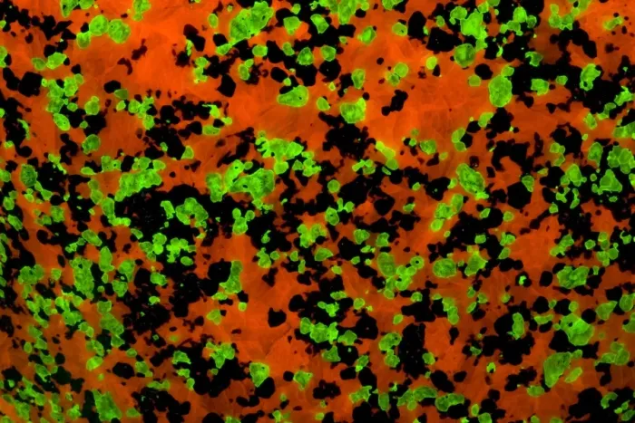 Framed Print : Fluorescent Minerals Willemite and Calcite - Sterling Hill Mine - Ogdensburg-New Jersey - Photographed under UV light Framed Print : Fluorescent Minerals Willemite and Calcite - Sterling Hill Mine - Ogdensburg-New Jersey - Photographed under UV light