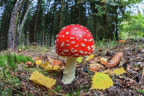 Fly Agaric  /  Amanita - fruiting body in forest