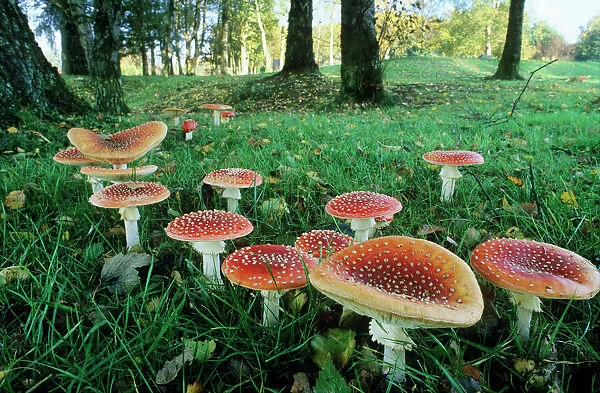 Fly Agaric Fungi - found among a group of birch, October