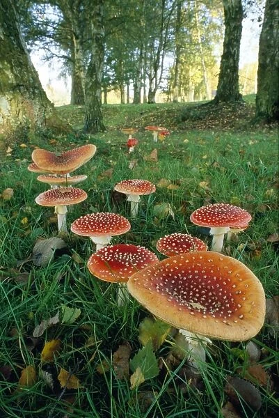 Fly Agaric Fungi - in woods 