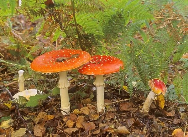 Fly agaric several individuals growing in birch forest New Forest National Park, Hampshire, England, UK