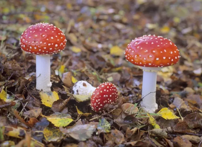 Framed Print : Fly agaric several individuals growing in birch forest New Forest National Park, Hampshire, England, UK Framed Print : Fly agaric several individuals growing in birch forest New Forest National Park, Hampshire, England, UK