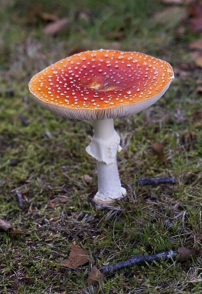 Fly Agaric. Location - Nap Wood Nature Reserve, East Sussex. UK October. Habitat - with birch, common and poisonous