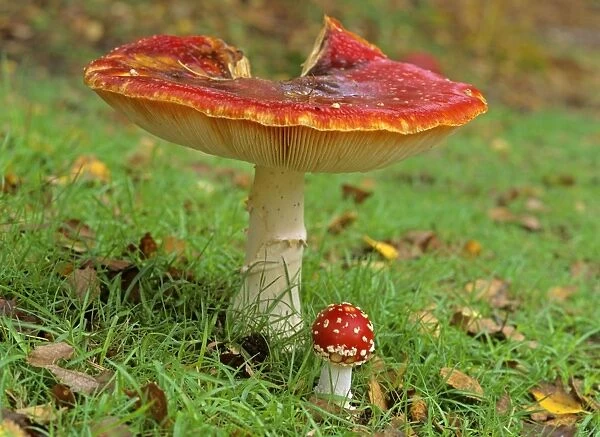Fly agaric old and very big individual providing shelter for a very young and small one New Forest National Park, Hampshire, England, UK