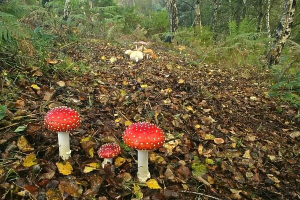 Fly agaric several specimen in forest with birch trees New Forest National Park, Hampshire, England, UK