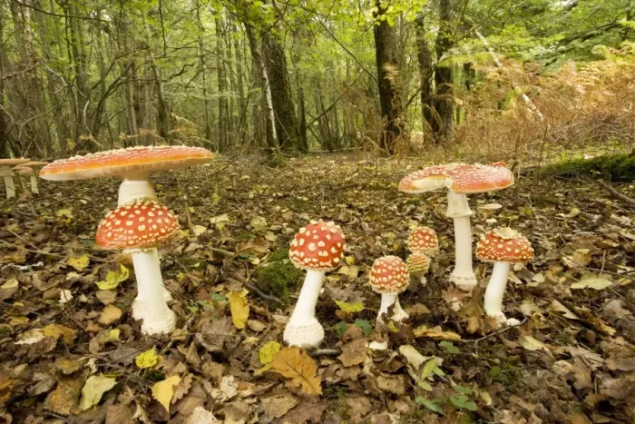 Framed Print : Fly agaric. Used as a hallucinogen, and as a fly-killer Framed Print : Fly agaric. Used as a hallucinogen, and as a fly-killer