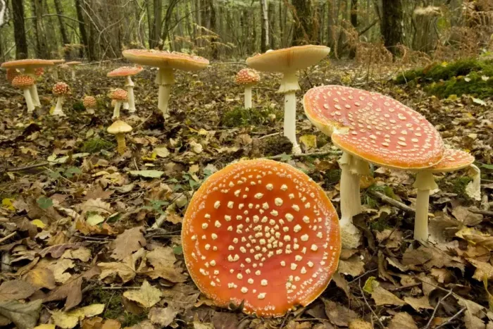 Framed Print : Fly agaric. Used as a hallucinogen, and as a fly-killer. Langley Wood, Wilts Framed Print : Fly agaric. Used as a hallucinogen, and as a fly-killer. Langley Wood, Wilts