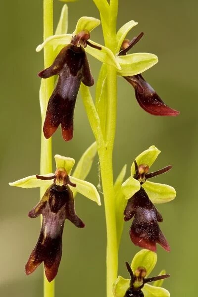 Fly Orchid (Ophrys insectifera) in flower. Insect-mimic. Hants
