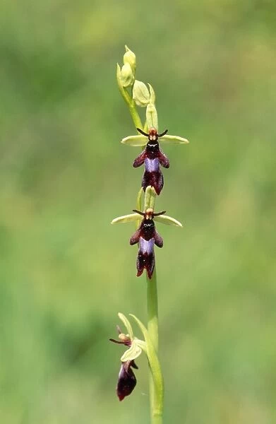 Fly Orchid UK