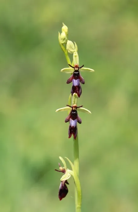 Framed Print : Fly Orchid UK