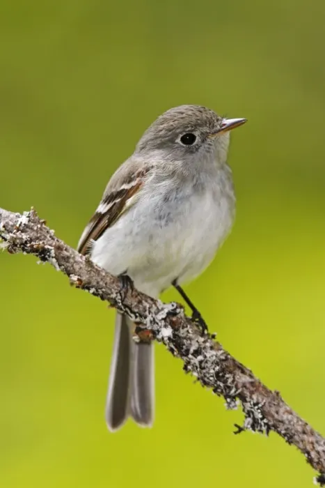 Framed Print : Least Flycatcher Framed Print : Least Flycatcher