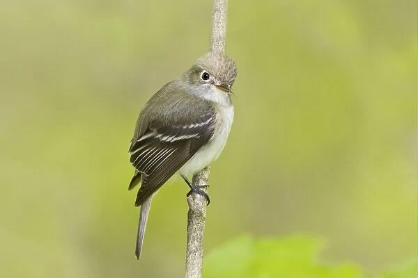 Least Flycatcher - Connecticut USA - May