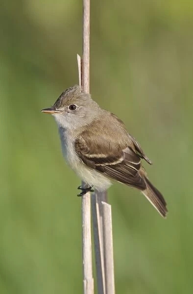 Least Flycatcher - CT in May - USA
