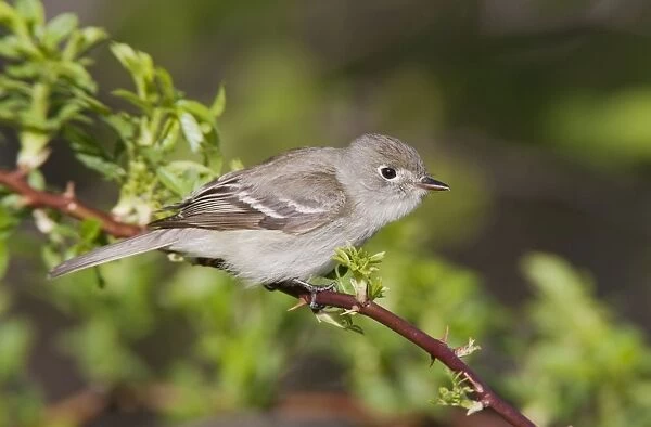 Least Flycatcher - on territory - CT in May - USA