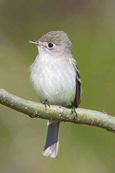 Least Flycatcher - on territory - CT in May - USA