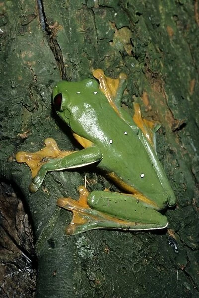 FLying Frog - Costa RIca