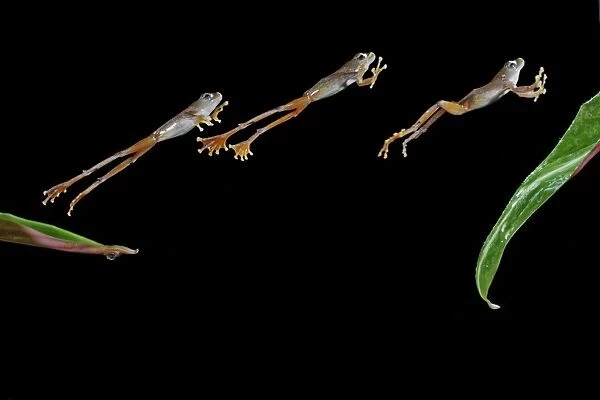 Flying frog – jumping to leaf – multiflash side view Probably Rhacophorus pardalis 003152