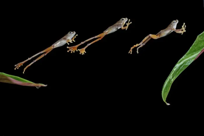 Framed Print : Flying frog – jumping to leaf – multiflash side view Probably Rhacophorus pardalis 003152 Framed Print : Flying frog – jumping to leaf – multiflash side view Probably Rhacophorus pardalis 003152
