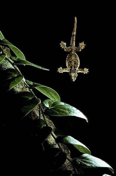 Flying Gecko - in flight, Sabah, Borneo JPF29972