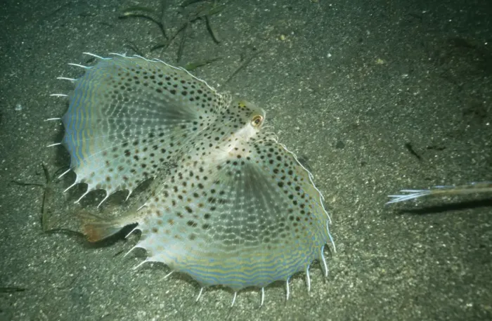 Framed Print : Flying Gurnard Papa New Guinea Framed Print : Flying Gurnard Papa New Guinea