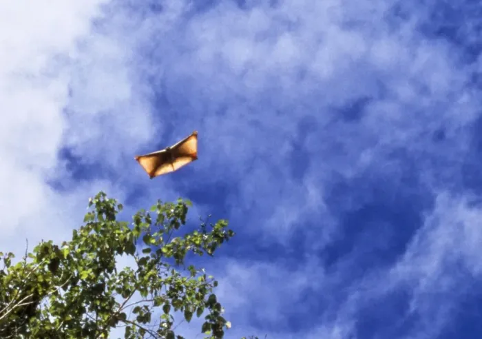 Framed Print : Flying Lemur - gliding Philippines