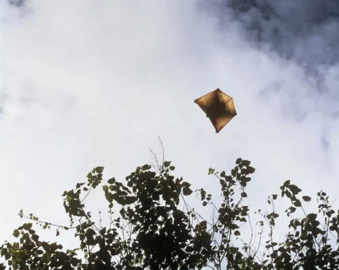 Framed Print : Flying Lemur - gliding Philippines Framed Print : Flying Lemur - gliding Philippines