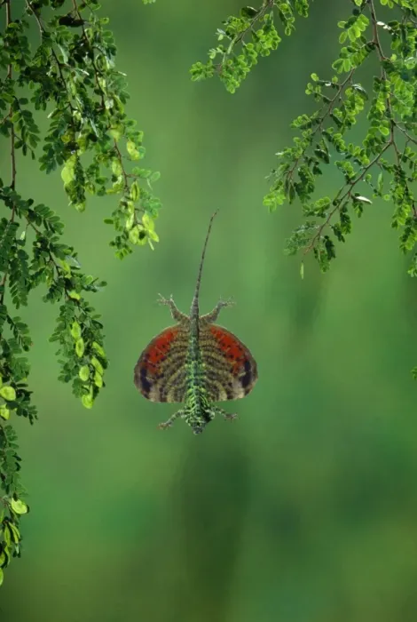 Framed Print : Flying Lizard Framed Print : Flying Lizard