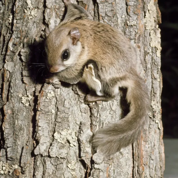 Framed Print : Flying Squirrel Framed Print : Flying Squirrel