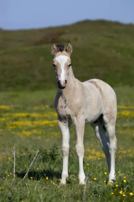 Framed Print : Foal - summer - UK Framed Print : Foal - summer - UK