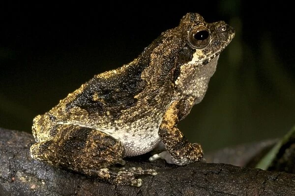 Foam Nest Frog - adult male by a pond - Tanzania - Africa