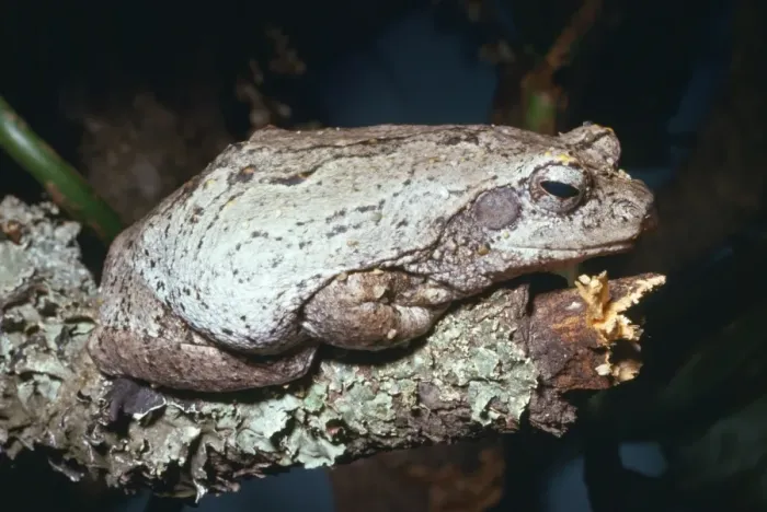 Framed Print : Foam-nest / Grey Treefrog Somalia, Africa Framed Print : Foam-nest / Grey Treefrog Somalia, Africa
