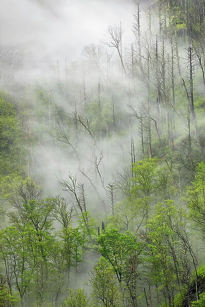 Fog drifting through black burned trees on mountain side, Great Smoky Mountains National Park, Tennessee Date: 05-05-2021