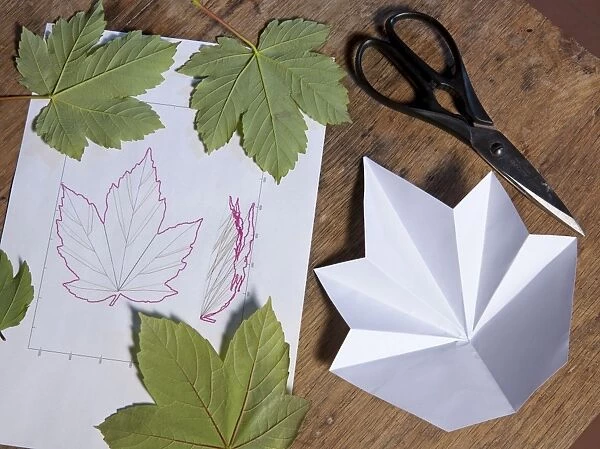Folding leaves - can be reproduced in origami